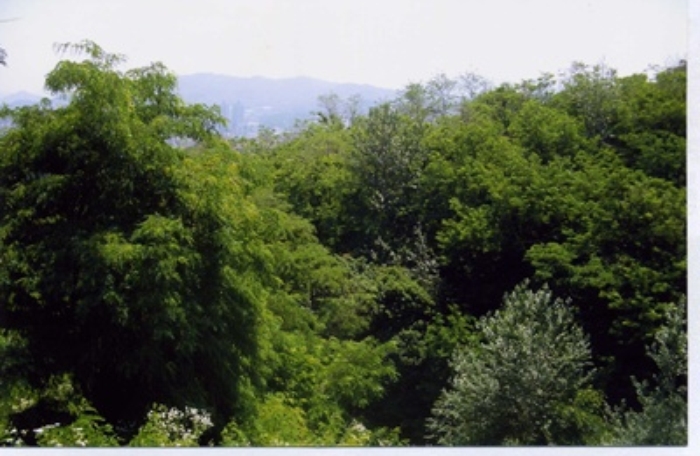 서울중앙지법 2009타경21004-1 사진
