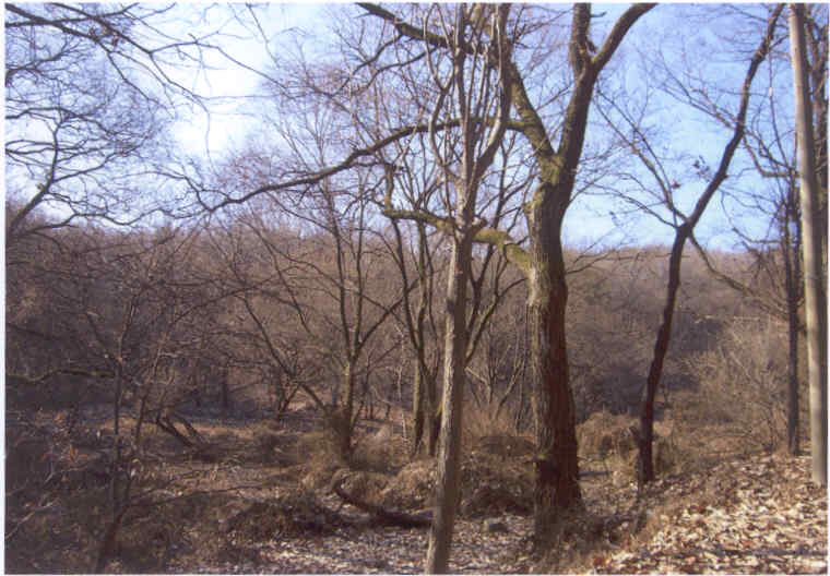 서울북부지법 2006타경33029-1 사진
