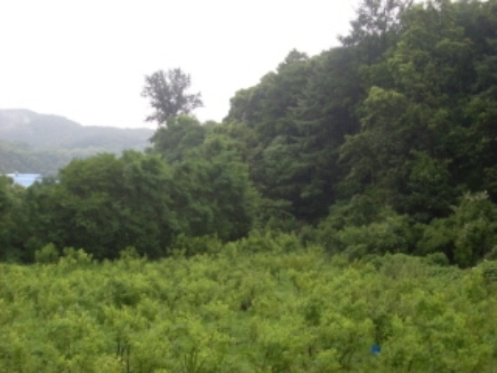 인천지법 2013타경54859-1 사진