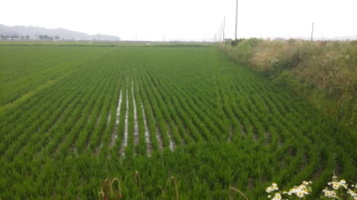 인천지법 2017타경19052-1 사진