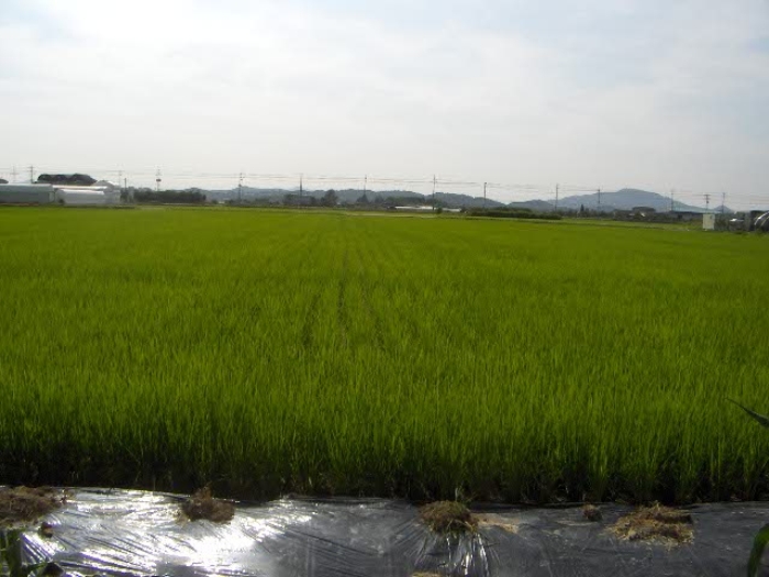 부천지원 2015타경6284-1 사진