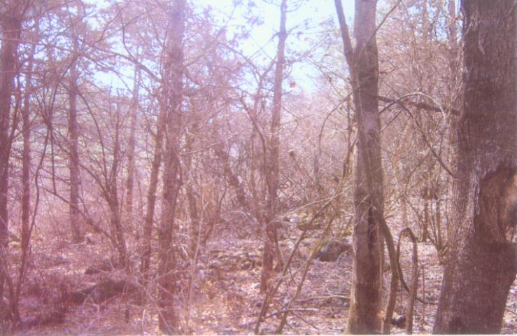 춘천지법 2008타경1251-1 사진