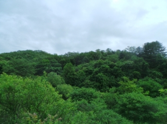 춘천지법 2018타경51149-1 사진