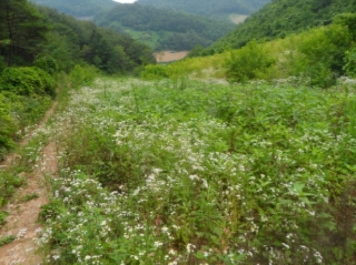 영월지원 2014타경3618-2 사진