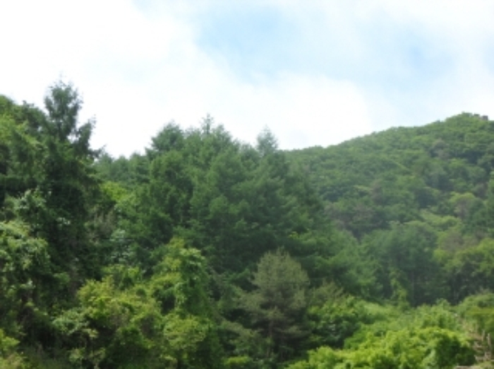영월지원 2015타경2209-2 사진