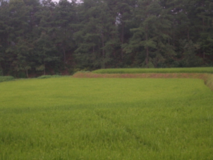 대전지법 2009타경24545-1 사진