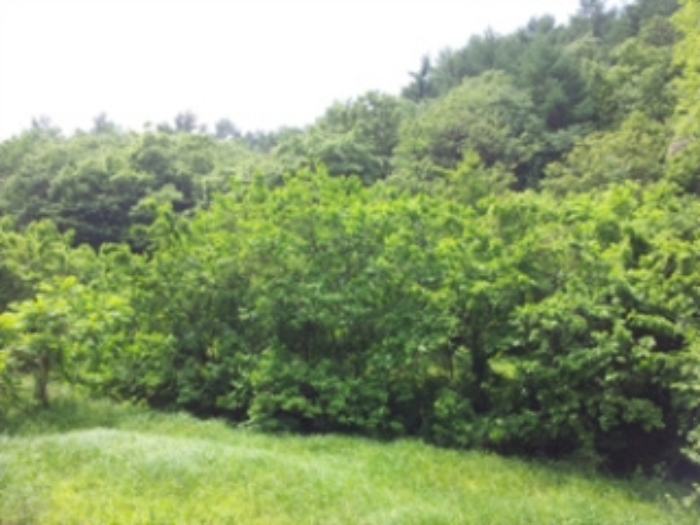 홍성지원 2014타경4449-2 사진