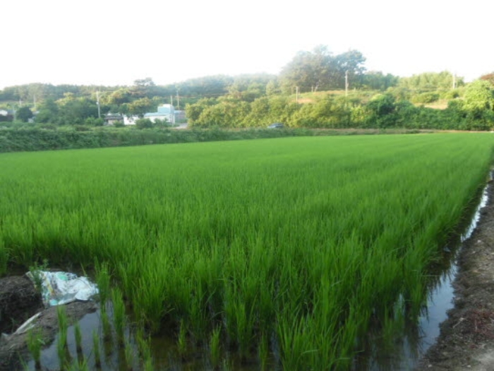 서산지원 2020타경4275-1 사진