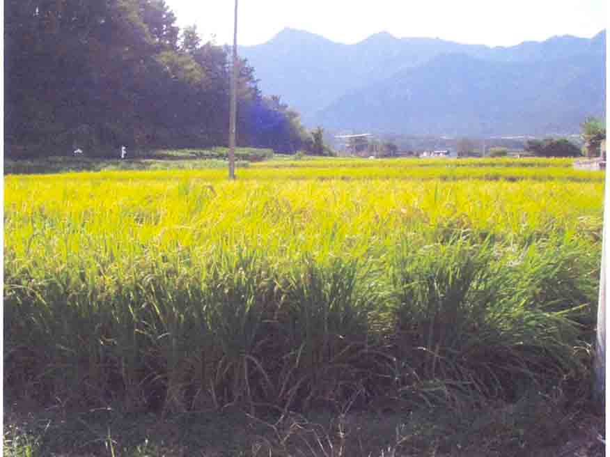 거창지원 2006타경5206-2 사진
