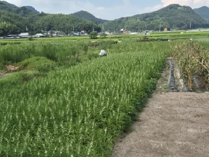 광주지법 2025타경33468-4 사진