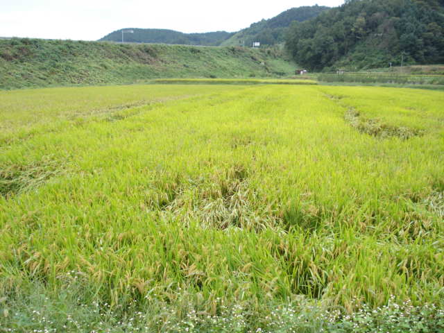 전주지법 2007타경19285-2 사진