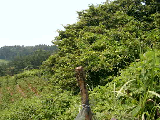 군산지원 2006타경10468-1 사진